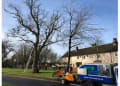 Mts Tree Services logo