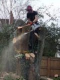 Apex Tree Care logo