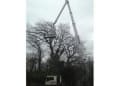 Chris Wheatley Tree Surgery logo