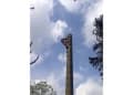Treetops Professional Tree Surgeons logo
