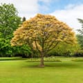 Jason Higgins Tree Services logo