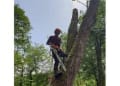 Ascension Tree Services logo