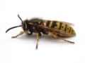 Yorkshire Wasp Control logo