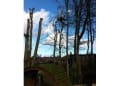Tree Dismantle Of Yorkshire logo