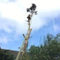Burnley's Tree Services logo