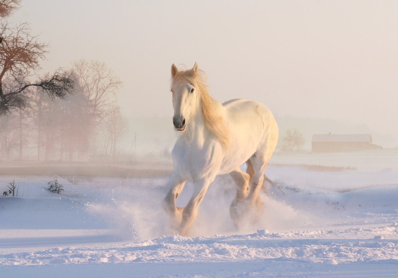 A horse, a horse… My kingdom for horse