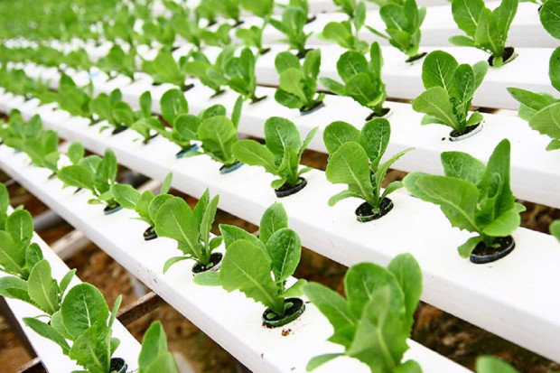 THE GREENHOUSE FARMING  WITH HYDROPONICS 