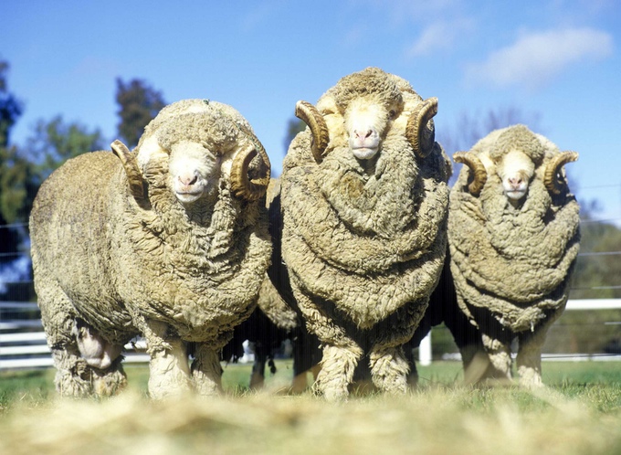 Pure merino wool