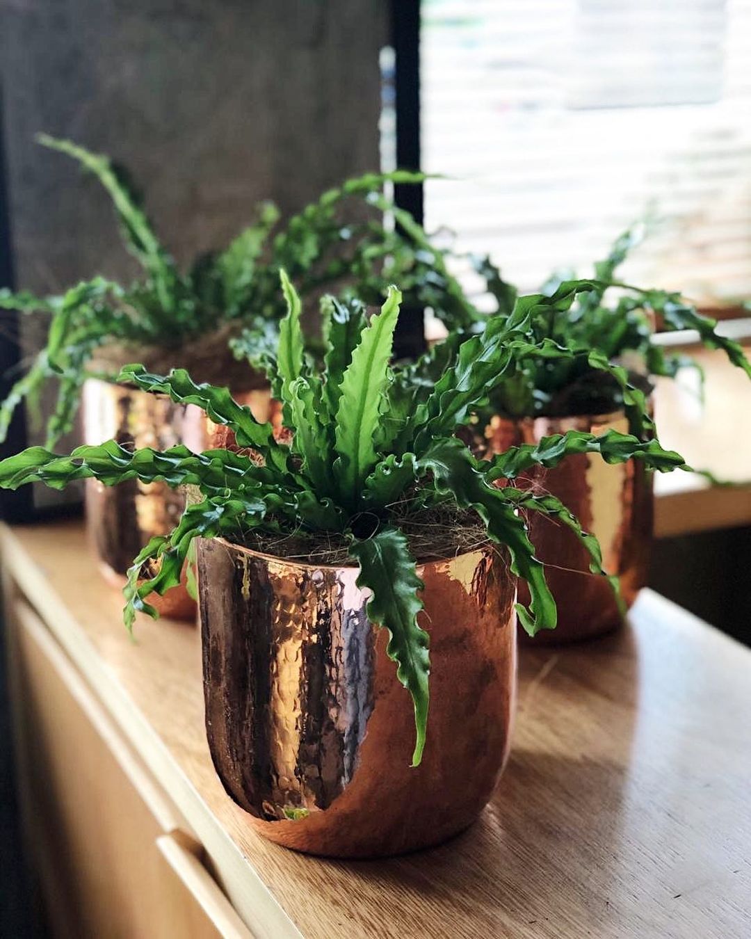 Where to Get Your Pots and Plants in Jakarta