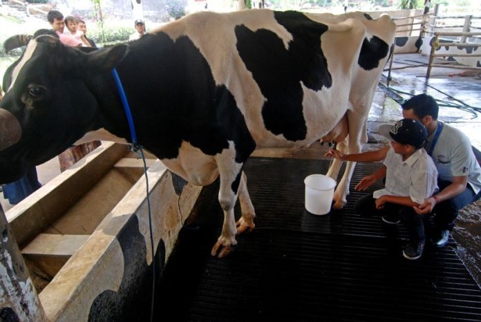 Peternak Susu Ke Selandia Baru Magang Cari Pengalaman Peternak Susu Ke Selandia Baru Magang Cari Pengalaman
