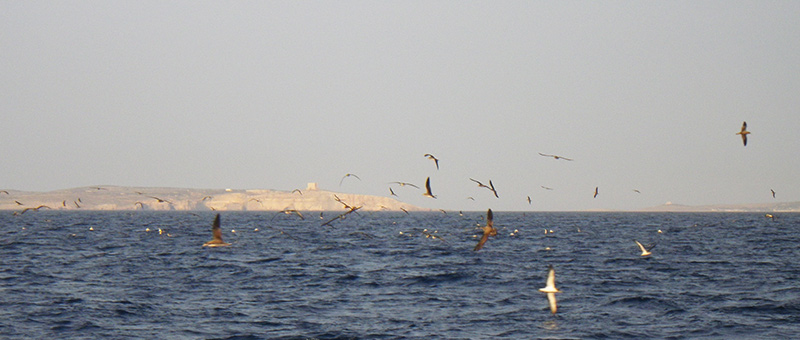 Scopoli's Shearwater rafting off Ta’ Ċenċ cliffs, Gozo, Malta