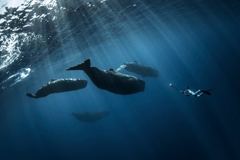 Fabrice filming sperm whales in a scientific expedition