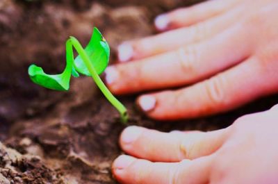 An image of seedling being cared for.