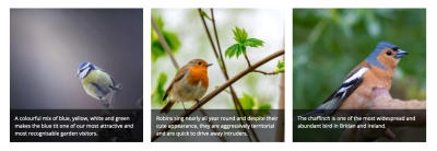 Three images of birds with captions which vary by length