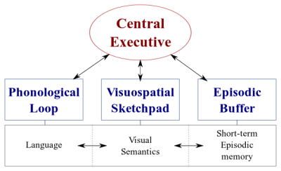 Information processing in the brains