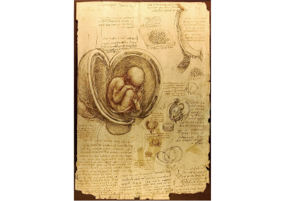 Study of embryos