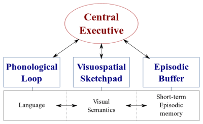 Information processing in the brains