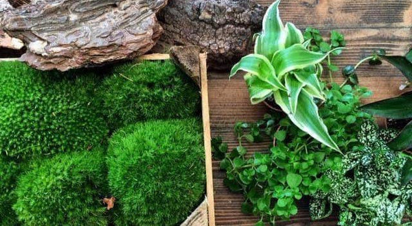 Terrarium Design School