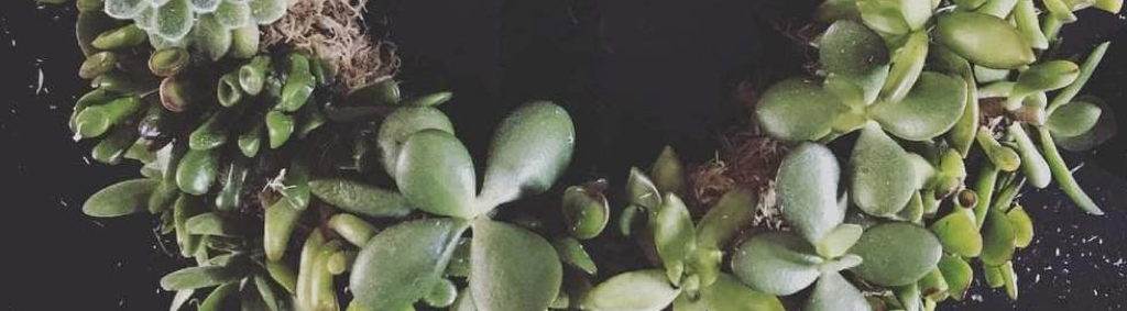 Succulent Wreath Workshop