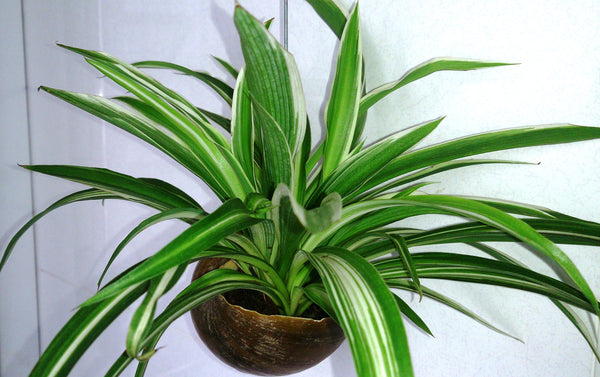 air purifying spider plant