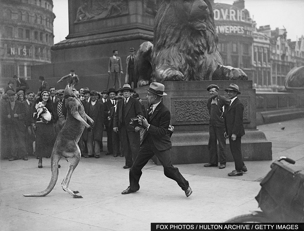 Wildlife Photography