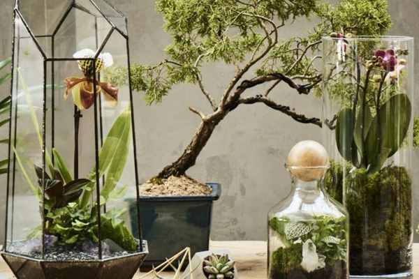 terrarium-design-workshop-mothers-day-experience