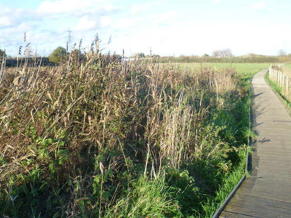 Date ideas for lockdown in London