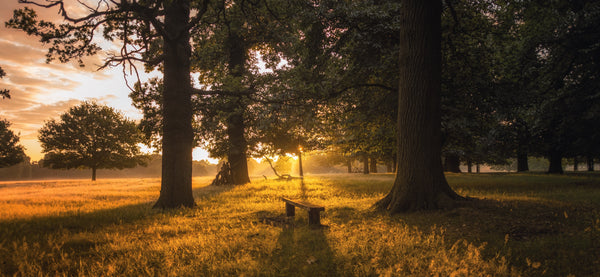 foraging courses london richmond park