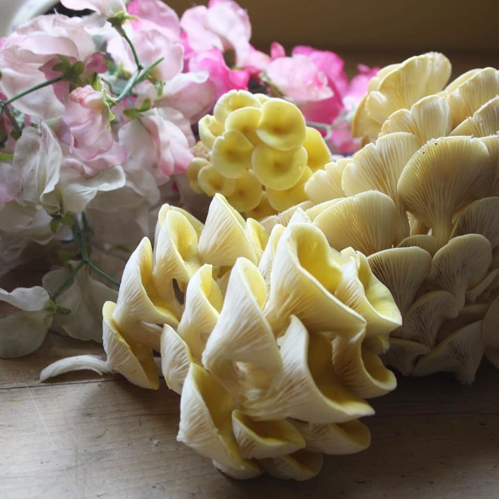 At Home: Mushroom Kit