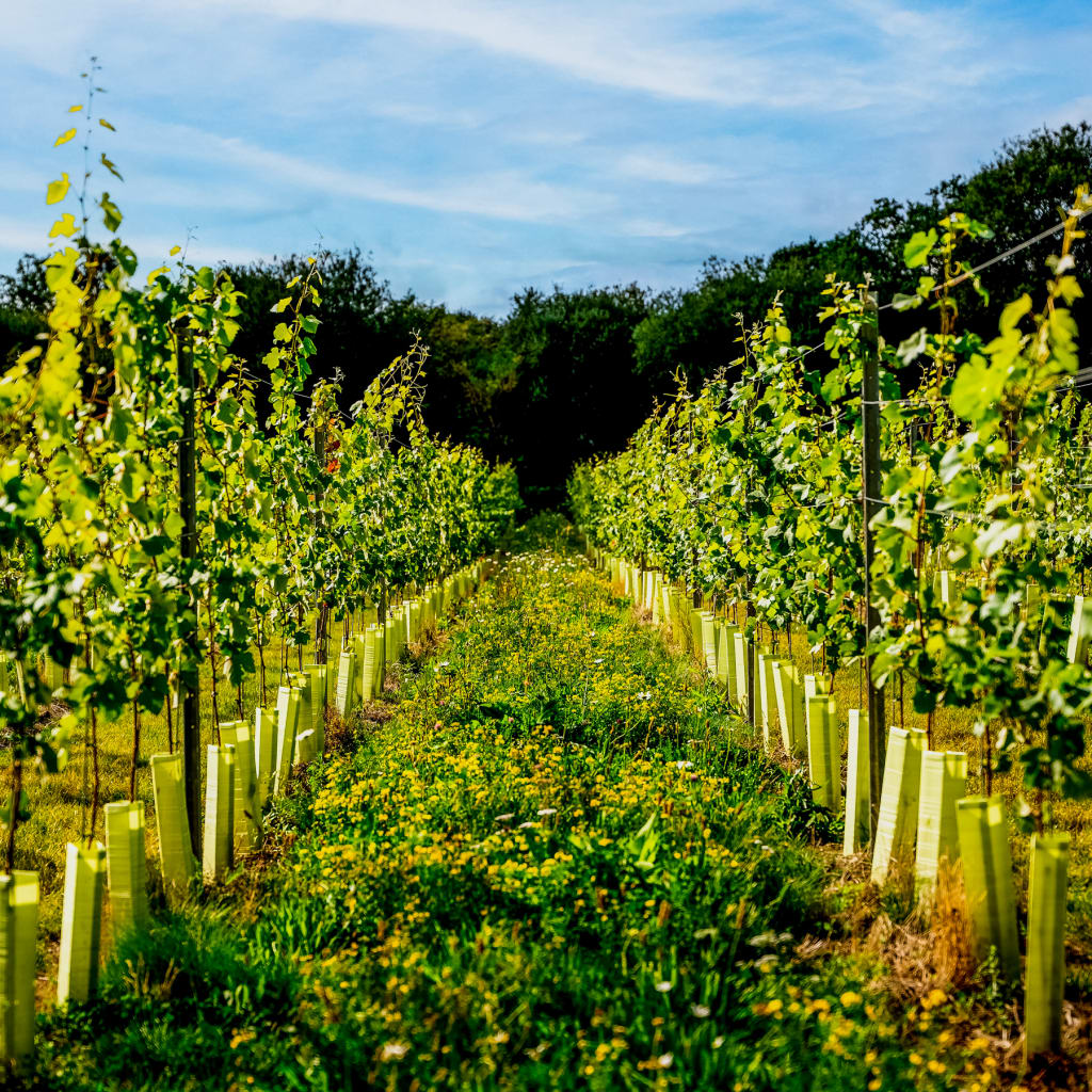 Tour & BBQ for Two at Wildshark Vineyard