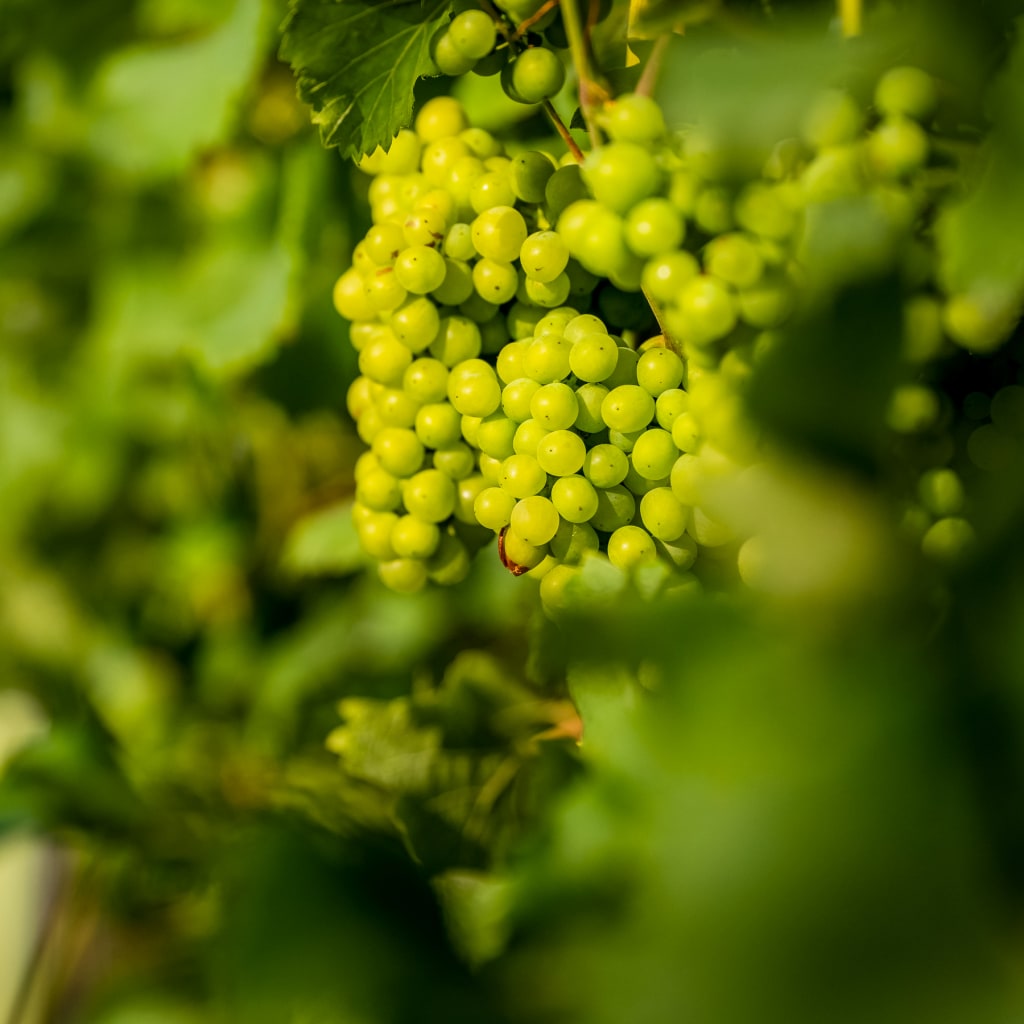 Tour & Picnic for Two at Wildshark Vineyard