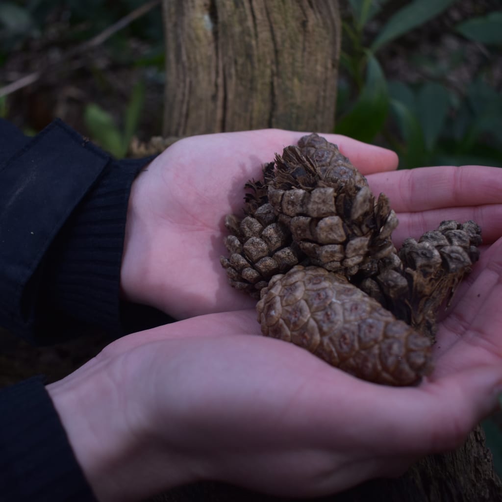 Forest Bathing in Liverpool: Your Journey into Nature