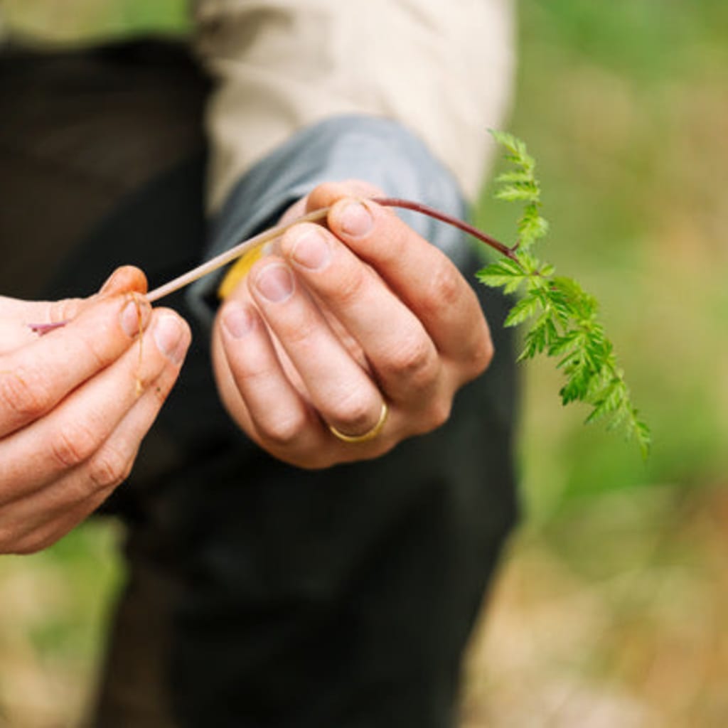 Forage Box, Multiple Locations