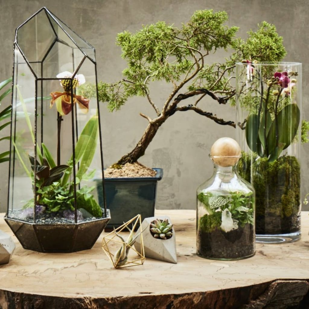 PRIVATE: Terrarium Design School