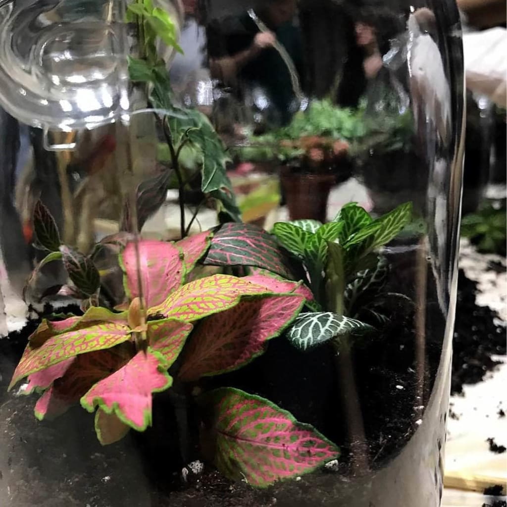 PRIVATE: Terrarium Design School