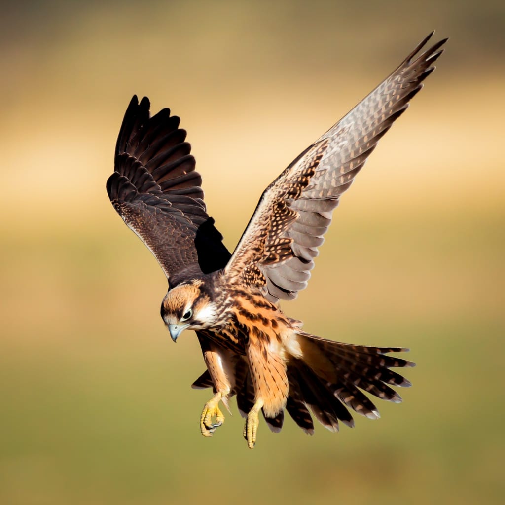 3 Hour Falconry Experience