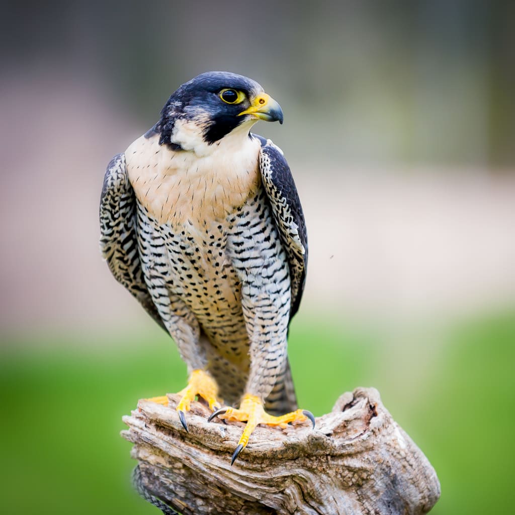 3 Hour Falconry Experience