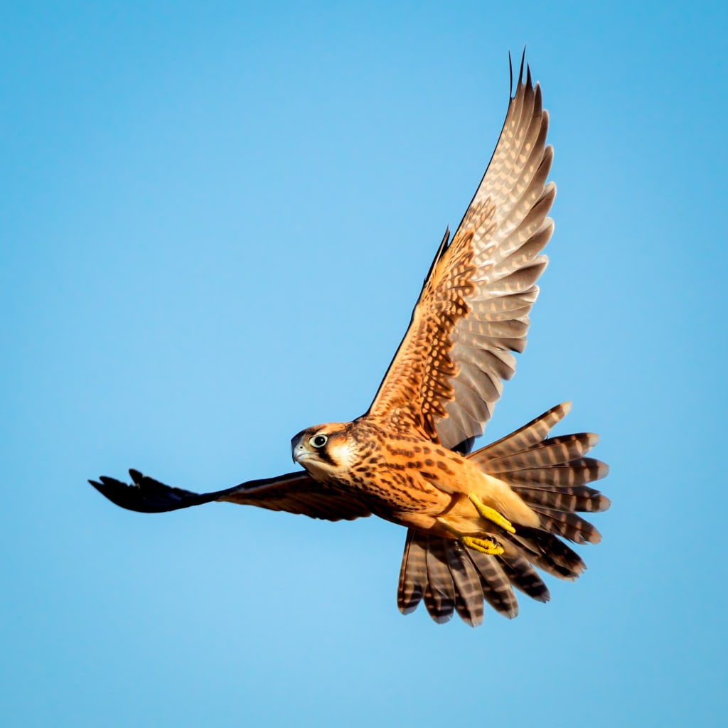 3 Hour Falconry Experience