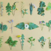First Aid and Foraging