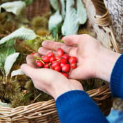 First Aid and Foraging