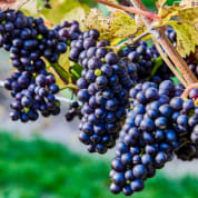 Tour & Sparkling Tea for Two at Wildshark Vineyard