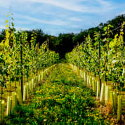 Tour & Sparkling Tea for Two at Wildshark Vineyard
