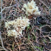 Forage and Fest for Two