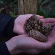 Forest Bathing in Liverpool: Your Journey into Nature