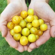 Forage London - The Edible City