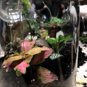 PRIVATE: Terrarium Design School
