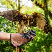 3 Hour Falconry Experience