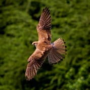 3 Hour Falconry Experience