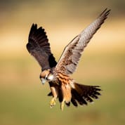3 Hour Falconry Experience