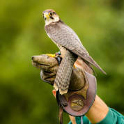 3 Hour Falconry Experience